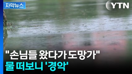 [자막뉴스] 코 찌르는 죽음의 녹색 물결...사체까지 '둥둥' / YTN