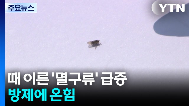 연일 무더위에 때 이른 '멸구류' 급증...방제에 온힘 / YTN