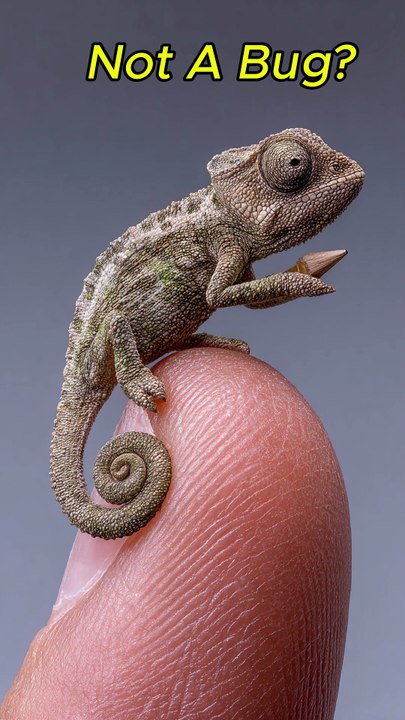 The Chameleon That Can Nap on a Fingernail