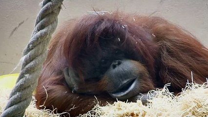 Nénette | movie | 2010 | Official Trailer