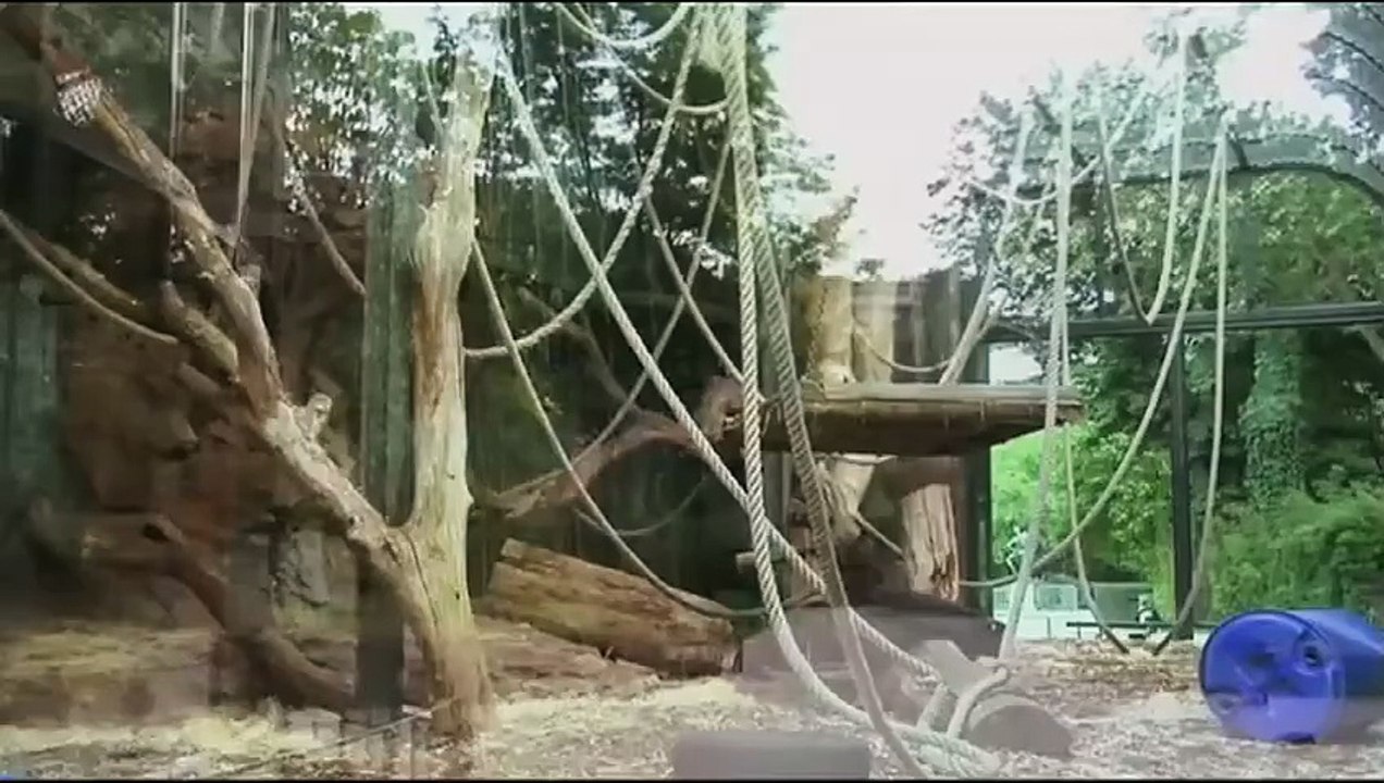 Nénette | movie | 2010 | Official Trailer