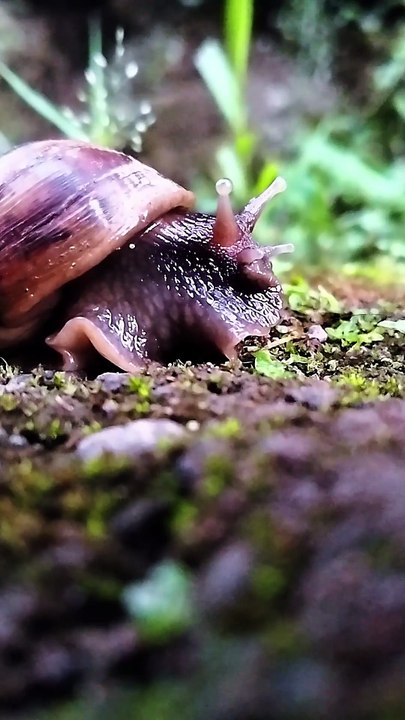 SNAIL | BEKICOT