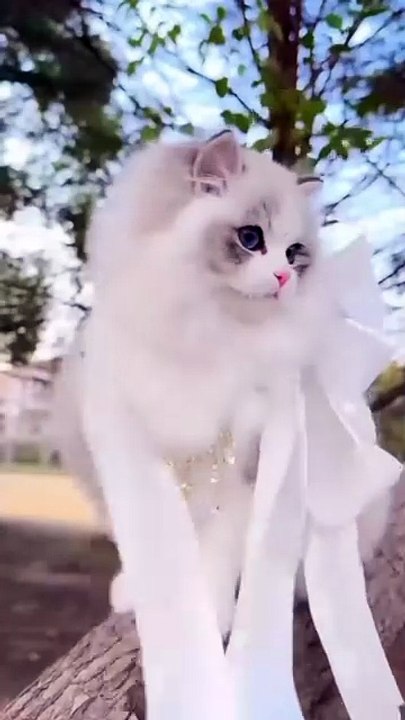 Beautifully decorated cats