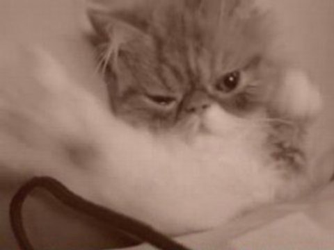 Un chat se réveille de sa sieste