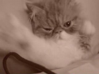 Un chat se réveille de sa sieste