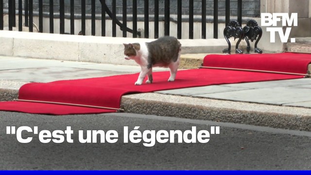 Royaume-Uni: Larry The Cat , locataire à quatre pattes du 10 Downing Street depuis quinze ans