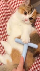 cute cat ❤️😼#cat #pets #viral