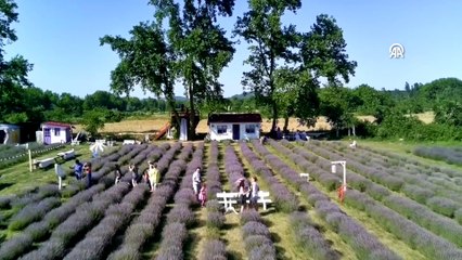 Lavanta bahçeleri Sinop turizmini renklendirdi