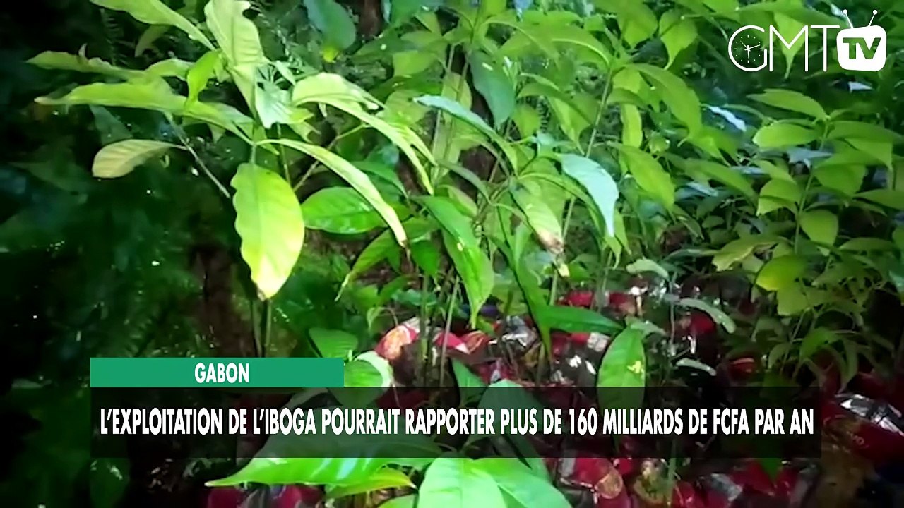 [#Reportage] Gabon : l’exploitation de l’iboga pourrait rapporter plus de 160 milliards de FCFA par an