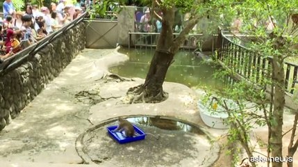 Thailandia, l'ippopotamo pigmeo star Moo Deng festeggia un anno