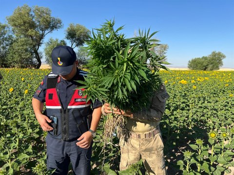 Ayçiçeği tarlasında kenevir yetiştiren 2 şüpheli yakalandı