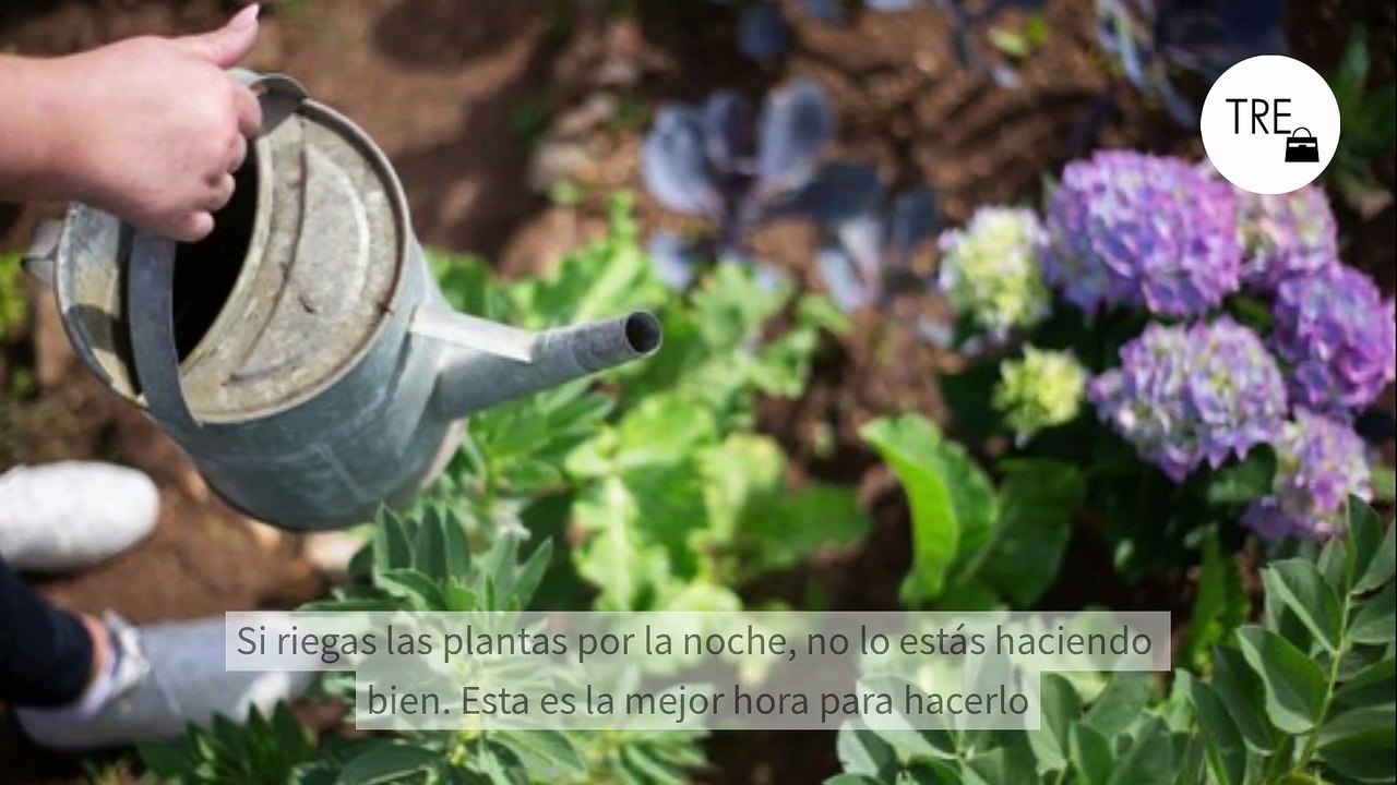 Así es como debes regar tus plantas si quieres que duren más y crezcan sanas