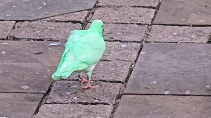Green pigeon attracts tourists after TikTok video goes viral