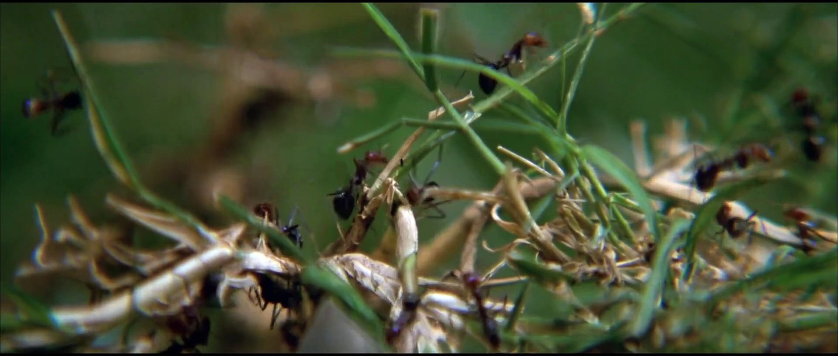 Long weekend ( 1978 ) Directed by Colin Eggleston - Original Version Italian Subtitles