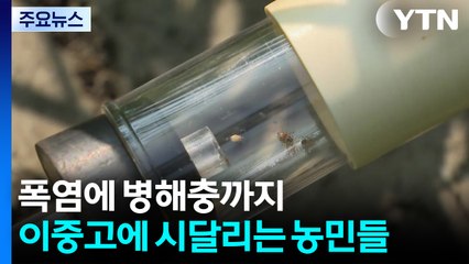 폭염에 병해충까지...이중고에 시달리는 농민들 / YTN