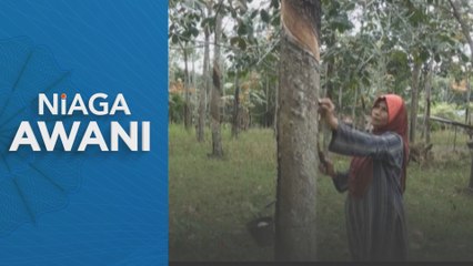 Pengeluaran getah asli naik 24.9 peratus pada Mei 2025 - DOSM