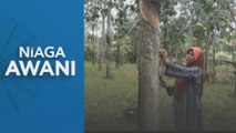 Pengeluaran getah asli naik 24.9 peratus pada Mei 2025 - DOSM