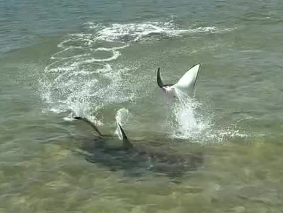 Clever ausgetrickst: rochen entwischt hammerhai