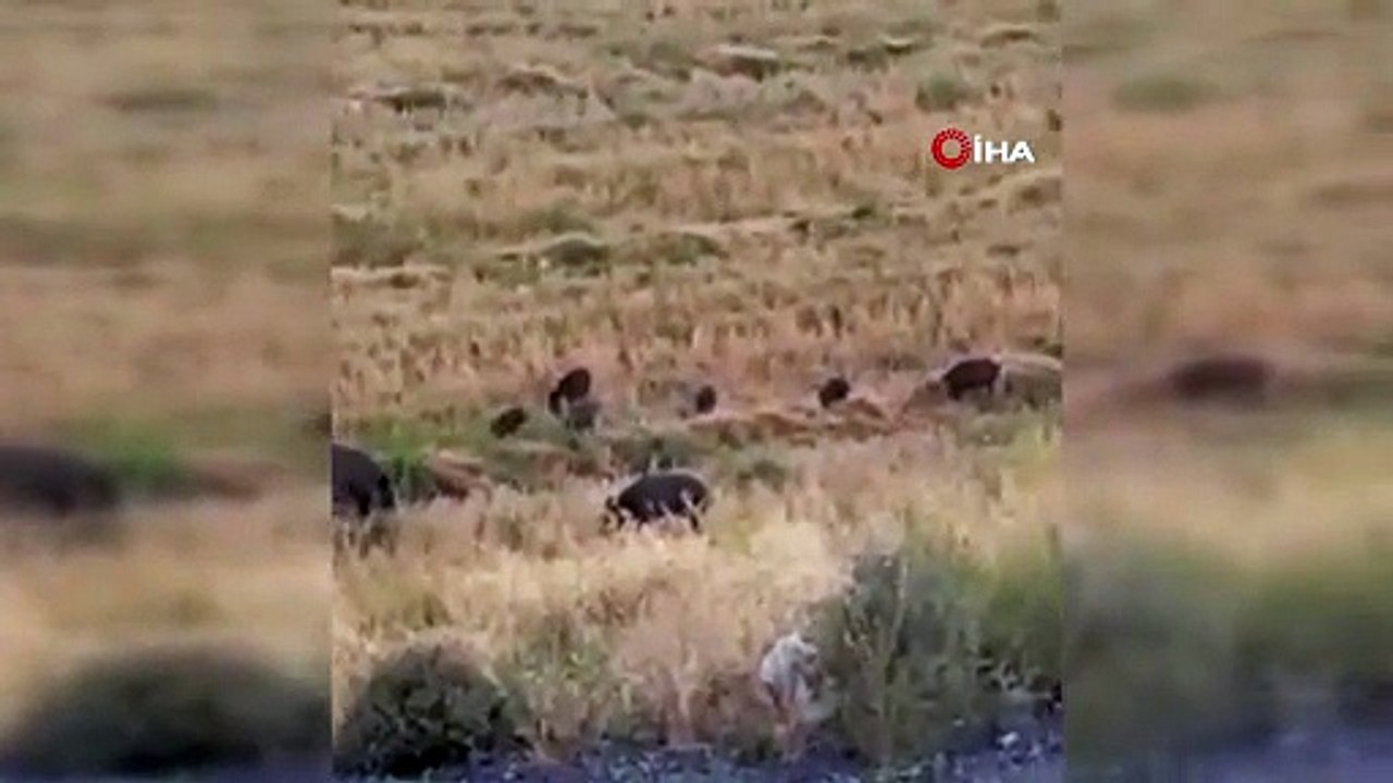 Görenler korkuya kapıldı! Aç domuz sürüsü şehre indi