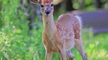 Os animais mais fofos do mundo N•71