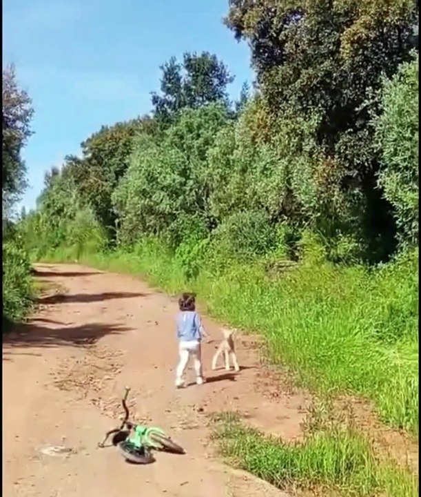 Cute Girl Plays with Baby Goat – Then Mama Goat Charges! 😱 | Funny Animal Attack Moment Caught on Camera #cutegirl #goat #animals #funny