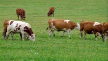 Os animais mais fofos do mundo  n•46