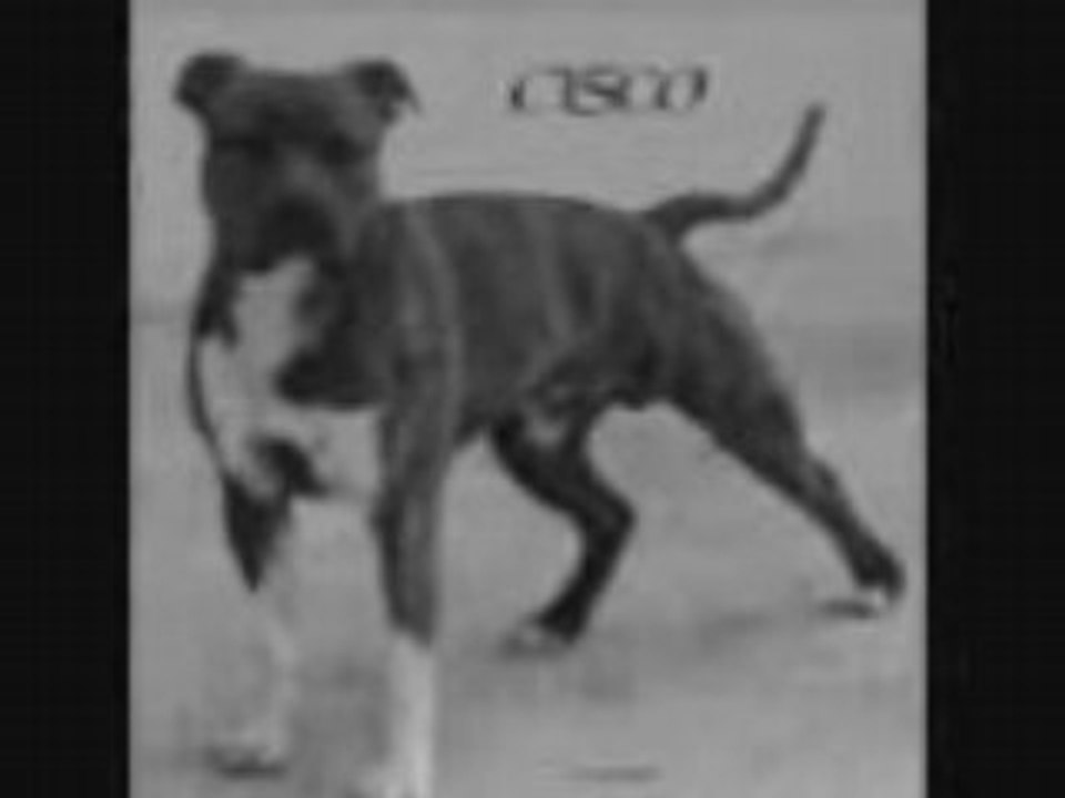 Cysco