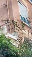 Regardez où cet écureuil a décidé de faire son nid