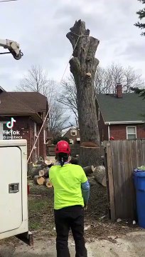 En coupant cet arbre les bucherons vont avoir une drôle de surprise !