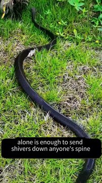 King Cobra 🐍| The Deadliest snake | King of the snakes world #shorts #Cobra #snakes #kingcobra #amazing #wildlife #forest #animals