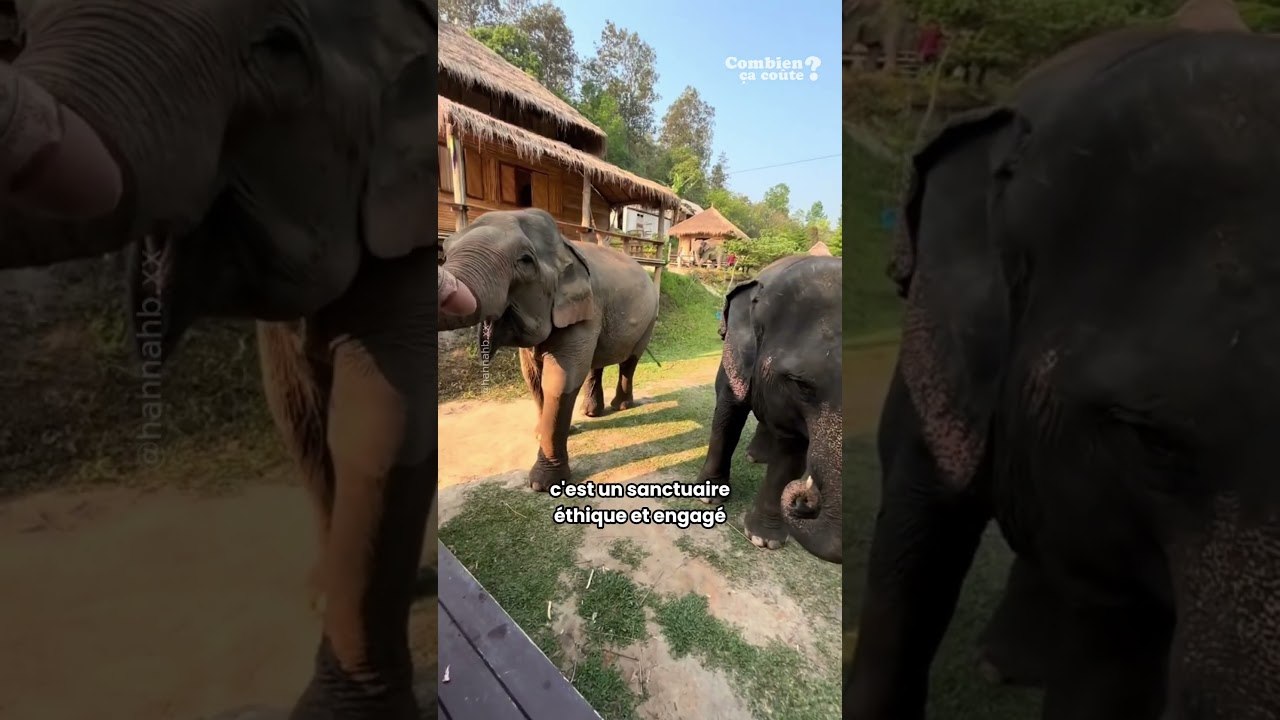 Combien ça coûte de te réveiller avec des éléphants à ta fenêtre ? 🐘