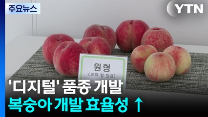 [녹색] 복숭아 품종 개발도 '디지털'로...효율성 높인다 / YTN