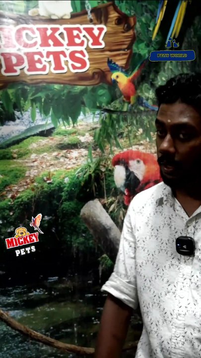 അടിപൊളി മക്കാവൂ ബ്രീഡിങ് പെയർ | Macaw breeding pair at an Aviary in Kerala | 80896 90746/ 98463 90746/ 0468 2964521