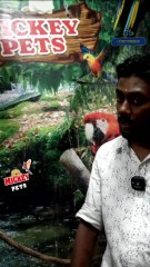 അടിപൊളി മക്കാവൂ ബ്രീഡിങ് പെയർ | Macaw breeding pair at an Aviary in Kerala | 80896 90746/ 98463 90746/ 0468 2964521