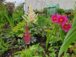 Garden from nothing - Perennial flower bed from hard clay a few months on