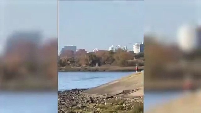 Encontraron a una cría de ballena muerta en Vicente López