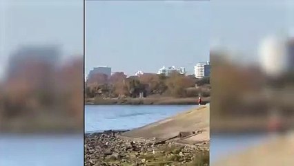 Encontraron a una cría de ballena muerta en Vicente López