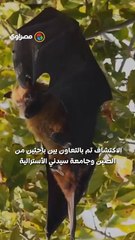 اكتشاف 20 سلالة فيروسية جديدة في خفافيش بالصين 🦇
