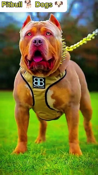 #cute 🥰animals that you have never seen before@MrBeast @MarkRober #pets #trendingshorts #very viral