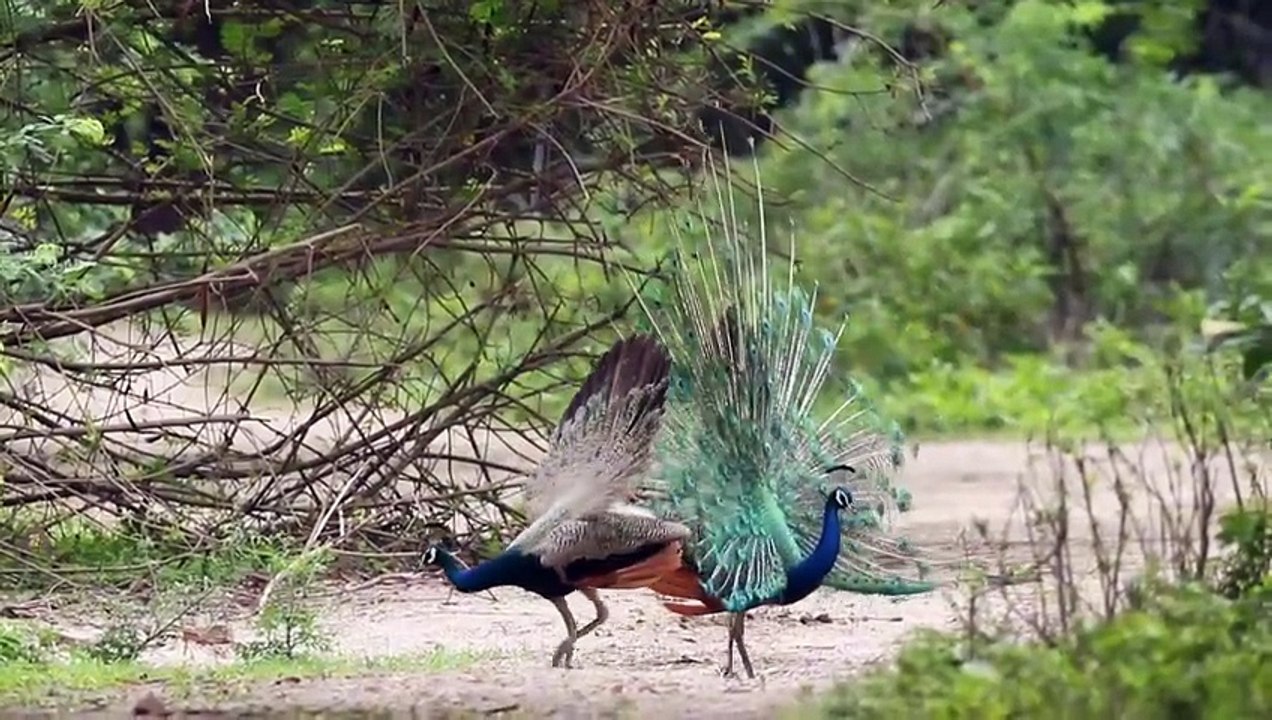Os animais mais fofos do mundo N•72