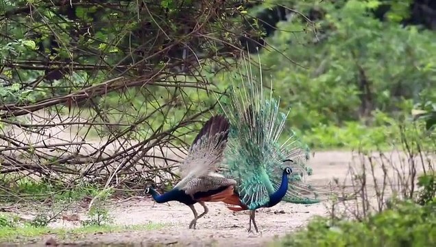 Os animais mais fofos do mundo N•72