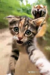 Cat vs Tiger: Cute Pet Meets Wild Beasts
