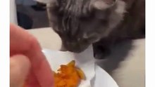 Funny cute cats compilation