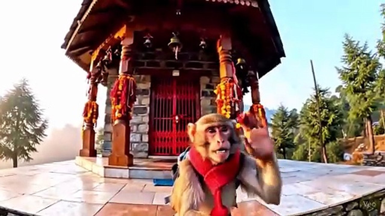 A monkey doing vlog in temple