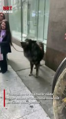 Una mujer fue captada paseando a un lobo con correa por calles de Argentina, generando asombro y preocupación entre transeúntes.