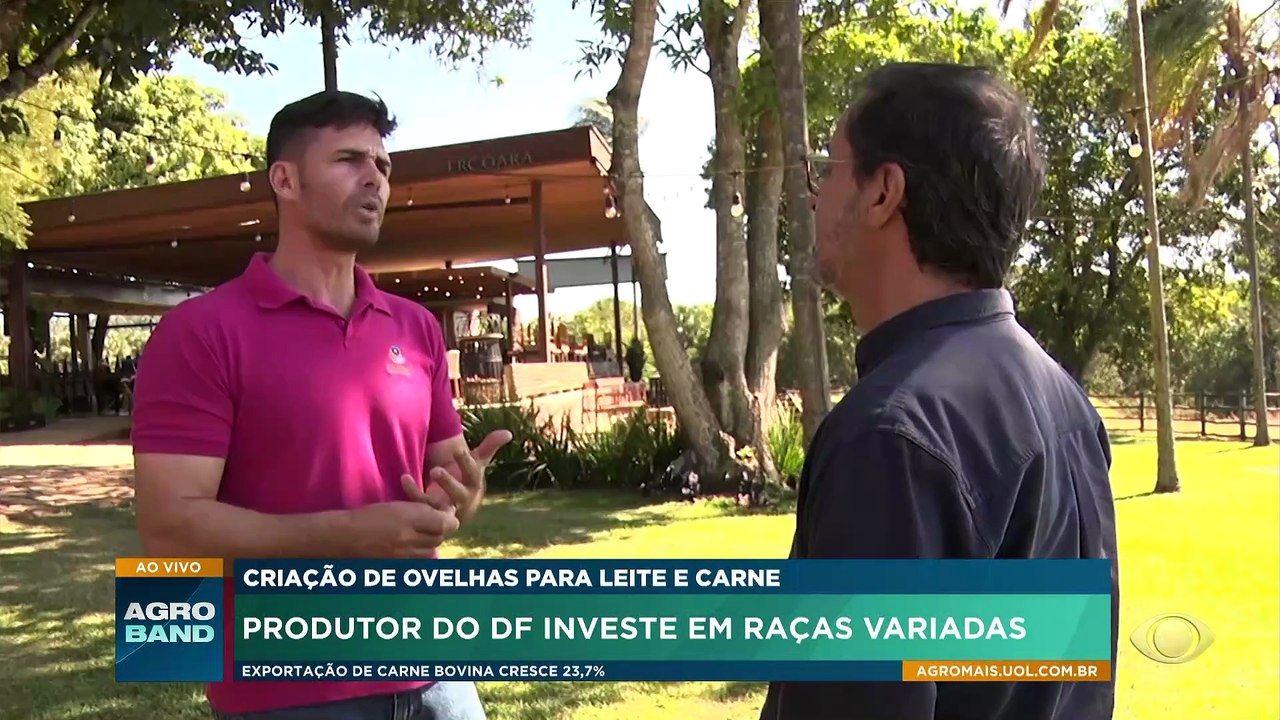 Produtor do DF investe em raças variadas de ovelhas
