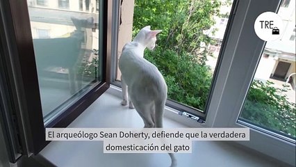 El (muy) inquietante origen de nuestra amistad con los gatos, según nuevos hallazgos: no fue ni por utilidad ni compañía