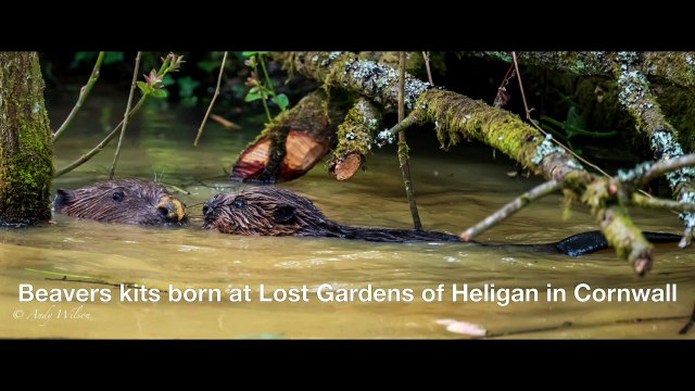 Beavers kits born at Lost Gardens of Heligan in Cornwall
