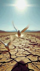Pigeon's Inspiring Comeback A Story of Resilience!