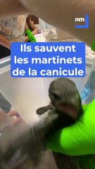 Elles sauvent les oiseaux tombés du nid à cause de la canicule